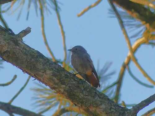 Black Redstart