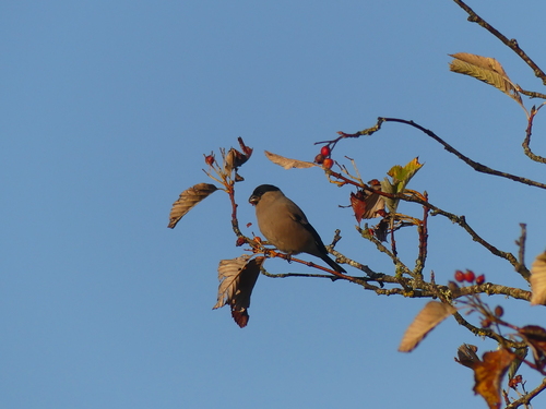 Eurasian Bullfinch
