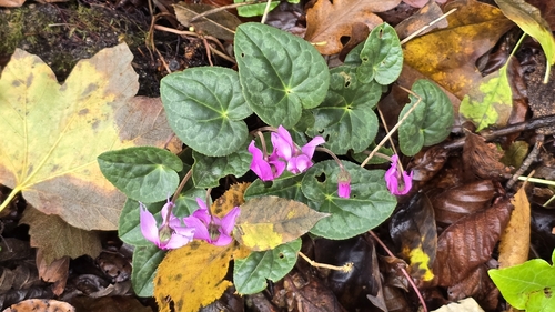 European Cyclamen
