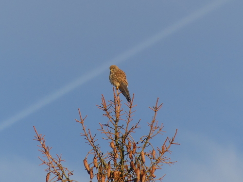 Eurasian Kestrel