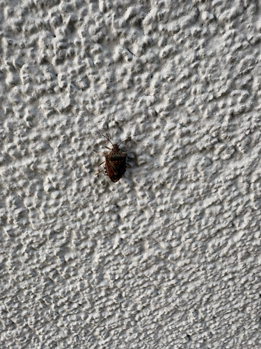 Brown Marmorated Stink Bug