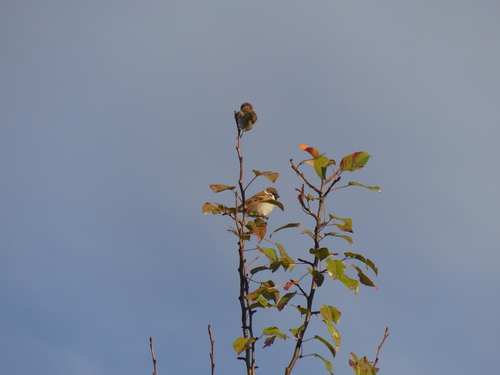 Eurasian Tree Sparrow