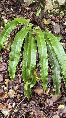 Hart's-tongue fern