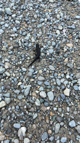 Alpine Newt