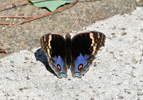 Blue Pansy