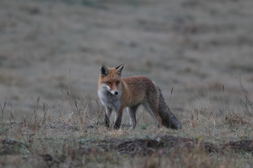 Red Fox