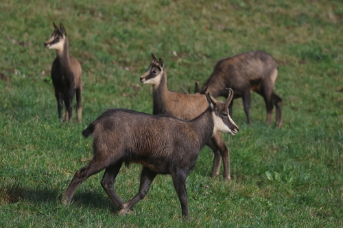 Northern Chamois