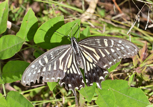 Chinese Yellow Swallowtail