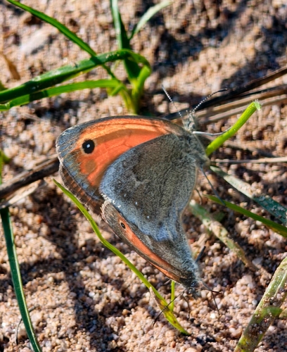 Small Heath