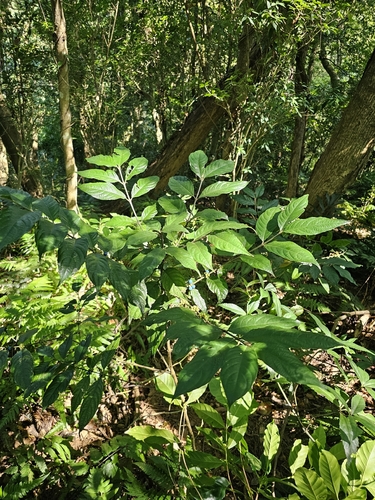 Lasianthus fordii observed 2026-10-11