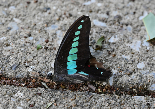 Common Bluebottle