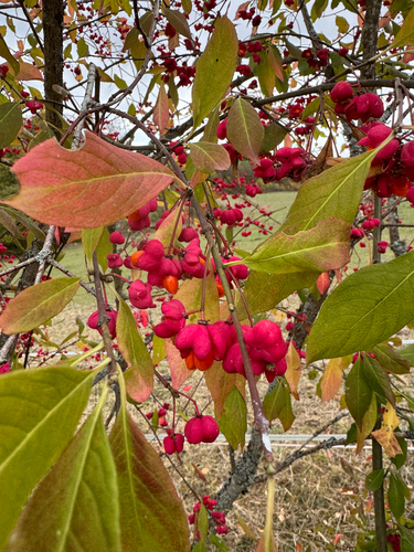 Spindle