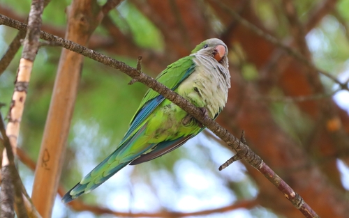 Monk Parakeet
