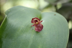 Pleurothallis cardiothallis