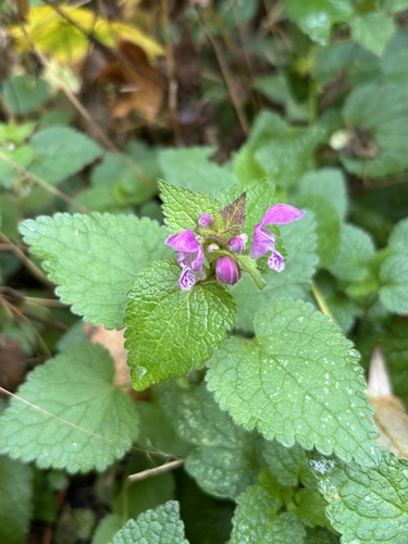 Spotted deadnettle
