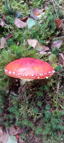 Fly Agaric