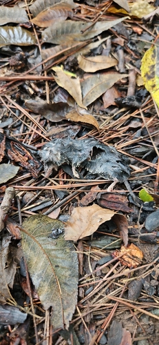 Southern Short-tailed Shrew observed by bourbononrocks