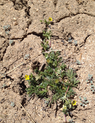 Potentilla luteosericea