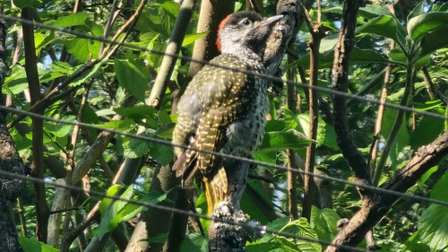 iNaturalist image