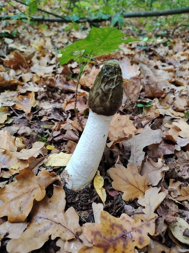 common stinkhorn