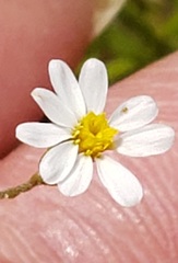 Chaetopappa asteroides