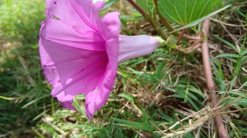 Ginger-leaf Morning-glory