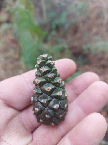 Scots pine