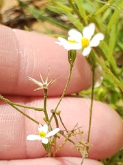 Chaetopappa asteroides