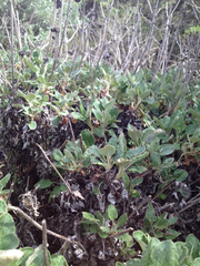 Eriogonum latifolium