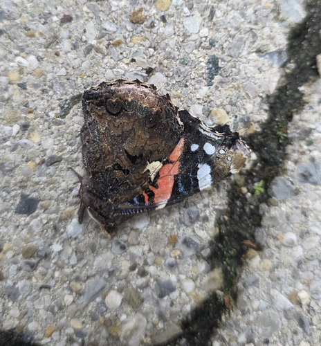 Red Admiral