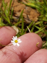 Chaetopappa asteroides