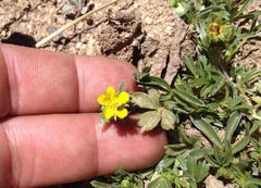 Potentilla luteosericea