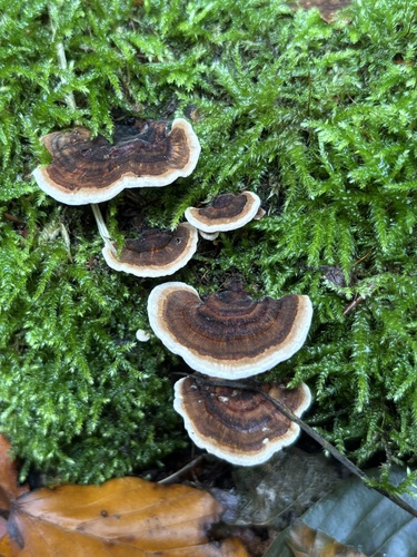 turkey-tail