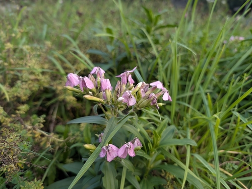 common soapwort