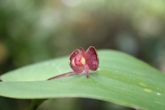 Pleurothallis cardiothallis