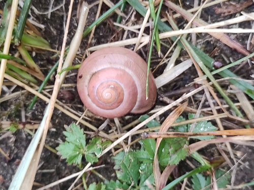 Brown-lipped Snail