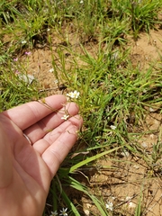 Chaetopappa asteroides