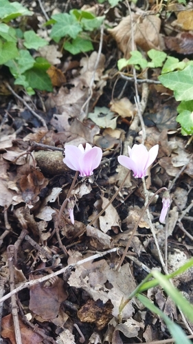 Ivy-leaved cyclamen