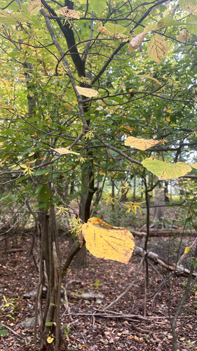 american witch-hazel