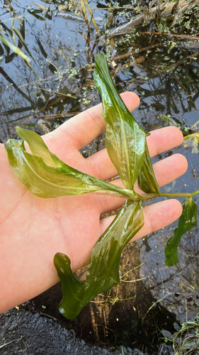 Potamogeton praelongus, 2026-10-11