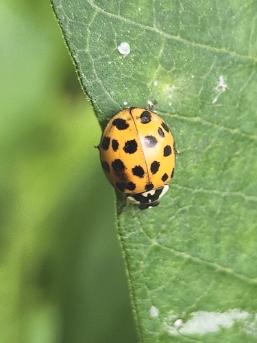 Asian Lady Beetle