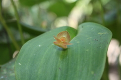 Pleurothallis cardiothallis