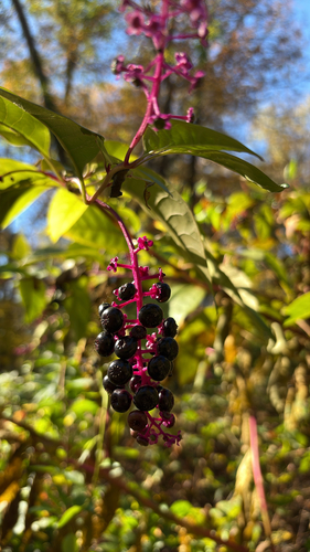 American pokeweed