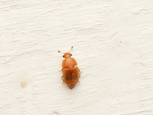 Haptoncus observed 2026-10-10
