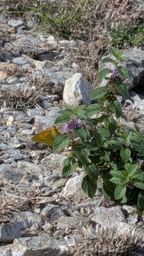 Clouded Yellow