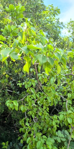 Hippomane mancinella observed 2026-10-11