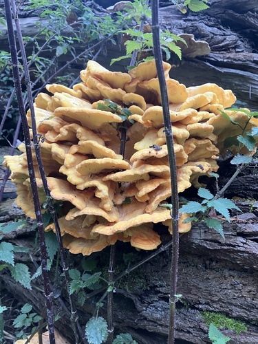 chicken of the woods
