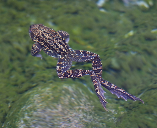 European Common Frog