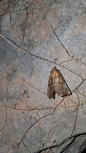 Herald Moth