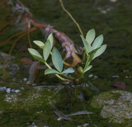 Bogbean